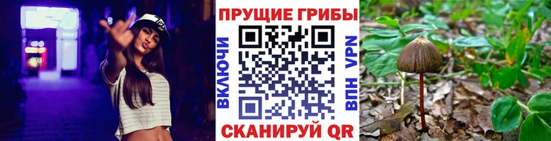 Псилоцибиновые грибы GOLDEN TEACHER  Купить где  Нахабино 